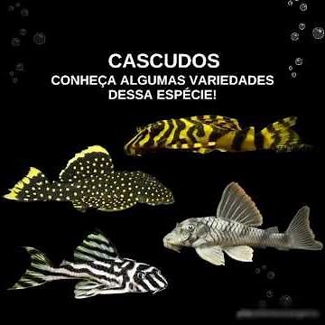 # Algumas espécies de cascudo fica no vídeo e conheça as espécies