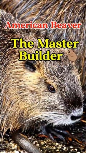 American Beaver: The Master Builder 🦫 | Nature Facts #shorts #viral