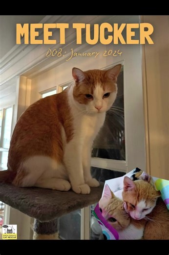 Please SHARE to help Tucker find his Fur-ever Home & Family! Meet Tucker 🐾 DOB: January 2024 Cheerful Tucker is happiest when playtime begins! From cat wands and toy mice to cat springs flying through the air, this little guy is all about fun. 🎣 He’s still learning that pets are pretty great too especially when you approach him gently and let him set the pace. Tucker feels most content and confident alongside his dad, Clancy, and hopes to find a loving home where they can stay together and gro