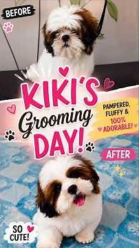 My Shih Tzu Puppy's Transformation 🛁 First Grooming Day Vlog! #shihtzu #shihtzupuppy #shihtzus #dog