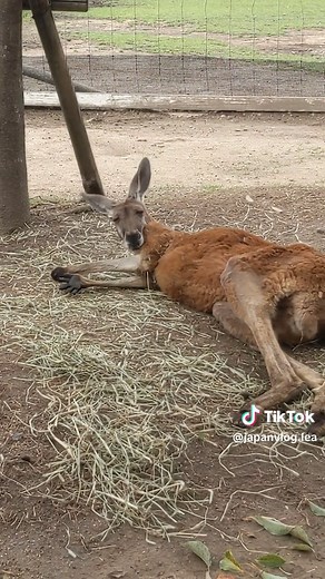 When you wake up early but remember it's a Sunday #カンガルー #神戸動物王国 #kobeanimalkingdom #kobe #japan #kangaroo
