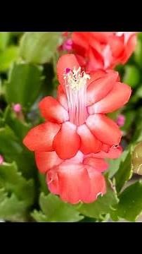 Growing Christmas Cactus: Care and Tips