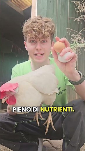3 segreti per avere uova buonissime 💛#galline #uova #pollaio #uovafresche #allevamentodomestico
