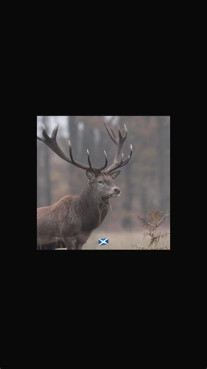 #scotland #scottishtiktok #scottish #fyp #scotlandtiktok #fyp #scotlandtravel #holiday #animals