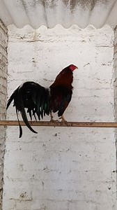 16K views · 928 reactions | Este Gallo está en el grupo de Rifaaa! Si a alguien le gusta participar para llevárselo solo comunicarse al 5560691269 via whta SAP ❤️ suerte para todos ! 5560691269 asesora Damariz | El Fenix Farm | Facebook