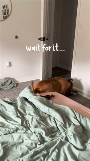 @bluethestaffymix: The huffing & puffing staffy 🤣 #dog #dogvideos