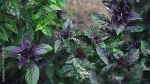Purple basil plant growing in home garden. Fresh leaves of Genovese herb. Can be used in quality medicine, cooking spices. Also known as Holy Tulsi.