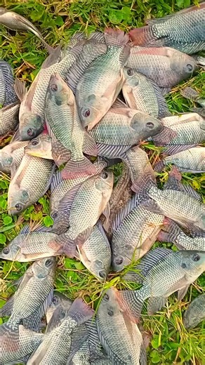 Profitable Tilapia Fish Farming in Uganda