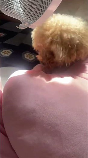 闘志剥き出し！野生の本能、狩猟犬の意地を見せるキナさん#気まずかわいい #トイプードル #puppy #犬のいる暮らし #可愛い #可愛い #癒しショート #癒し