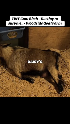 Tiny Goat Birth at Woodside Farm: A Heartwarming Surprise