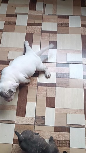 Adorable Puppies Playing Together Indoors
