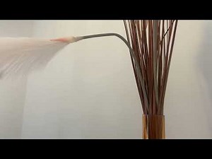 Feathers make me sneeze! (TEASER)