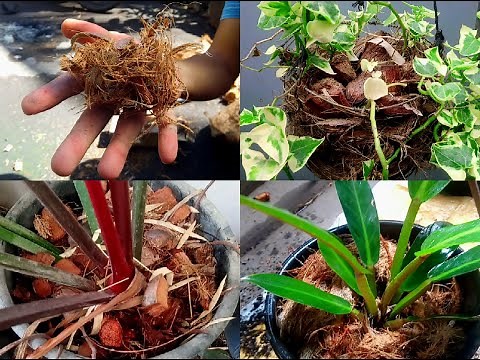 Coconut hust, coco coir, coco chips: paano ang pag gawa at pag aaply