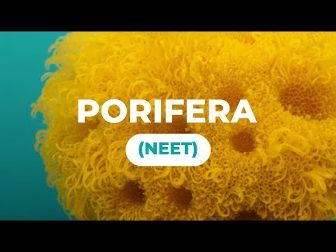 NEET Biology | Animal Kingdom Class 11 | Porifera Explained | Characteristics, Types & Examples