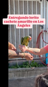 1.1K views · 300 reactions | Entregamos lorito cachete amarillo en Los Ángeles #petshopmodesto #modesto #california #losangeles #pajaros #loros #pericos #cotorros | Canela Petshop | Facebook