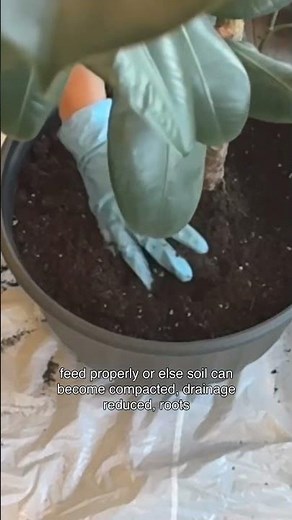 Soil vs Fertilizer for Indoor Plants | What Do Plants Really Need?