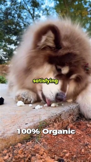 This Giant Dog eats WHAT?! 😱 #Shorts