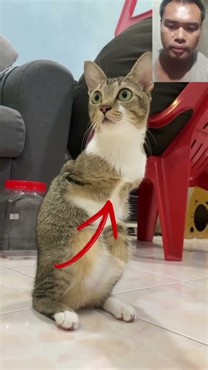 How does the disabled cat survive?...no legs, he tries to stand...#shorts, #cat, #viral,