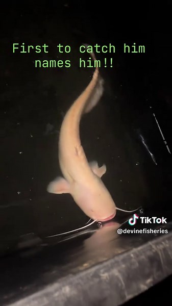 Catch and Name the Unique Wels Catfish Challenge