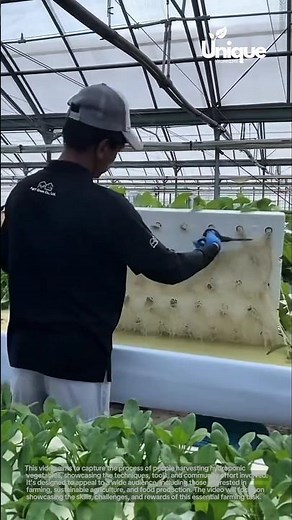 Hydroponic vegetable harvesting: people harvesting hydroponic vegetables