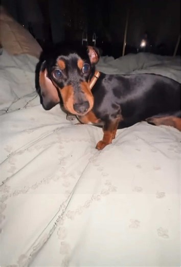 Small Dogs with Big Attitudes: A Funny Compilation