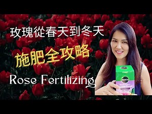 玫瑰春夏秋冬全年施肥攻略。Year round fertilizing strategy for roses.