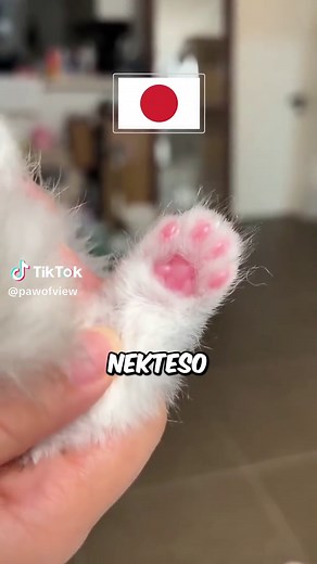Understanding Your Cat's Toe Beans and Personality