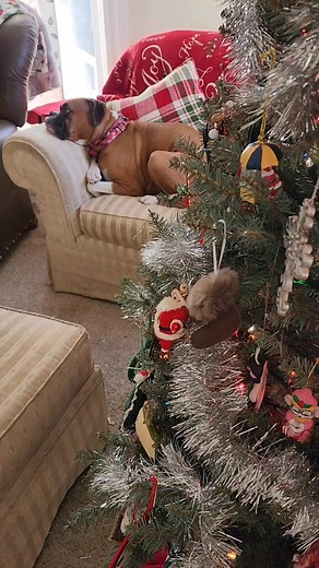 How does your dog wait for Santa? #dogslife #waitingforsanta | Its a Boxer Dog Life
