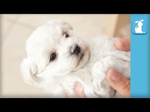 The Most Adorable Havanese Puppy You'll See All Day - Puppy Love
