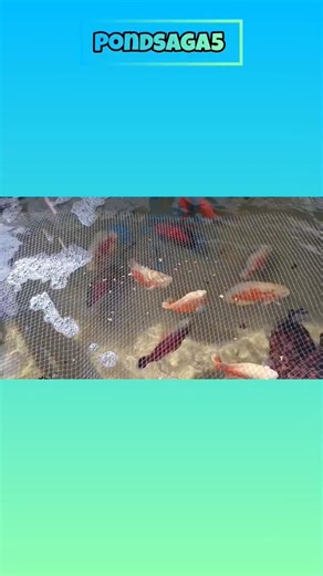 Monster Pond Feeding Frenzy 😲 #shorts #monsterfish #pond #hobby