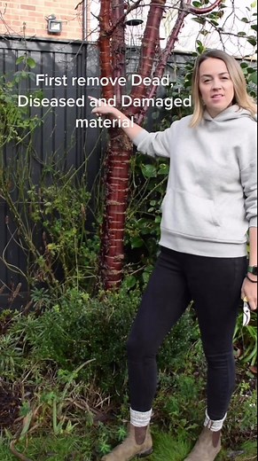 How to Prune a Shrub Rose for Optimal Growth