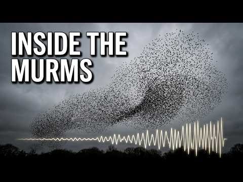 Flashback- A Trip Inside The Murms Starling Murmuration #starling #murmuration #birds #fyp