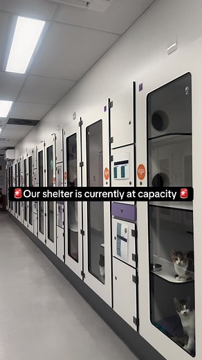 Adopt a Shelter Cat This Kitten Season