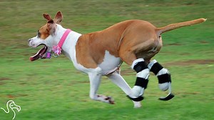 She's a true force of nature. | The Dodo