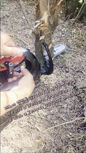 제노아 G2100T 엔진톱은 작고 가벼워서 가지치기나 소형 수목 제거에 적합 #제노아엔진톱 #엔진톱 #정원관리 #수목자르기 #G2100T #풀잎고운날 #서양측백