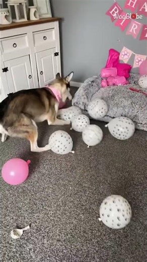 Animal Antics: Dog Pops Balloons on Her Lively Birthday || WooGlobe