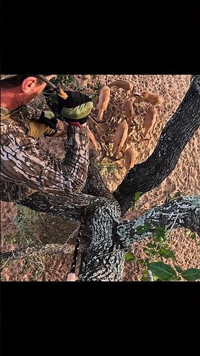 After 8 hours for hunting deer with spear #DeerHunting #SpearHunting #PrimitiveHunting #Hunting