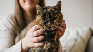 À près de 27 ans, voici le chat le plus vieux au monde selon le Guinness des records