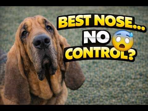 The Bloodhound Paradox Why the Sweetest Dog is the Hardest to Train