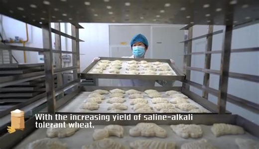 12 reactions | The busiest time of a year is the wheat harvest season. Huanghua City, north China's Hebei Province, is located on the coast of the Bohai Sea, with high soil salinization, the saline-alkali land yields a bountiful harvest. #StateGrid provides services for wheat #harvest, guaranteeing the supply of the reliable power. Xin | State Grid | Facebook