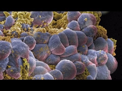 Revolutionary Biology Part 1: The building blocks of life