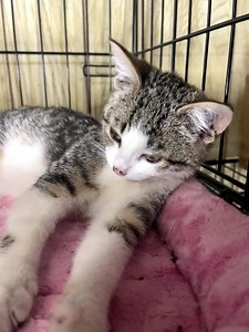 3.5K views · 1.5K reactions | Socializing the gang from last week's TNR project. This one went from salty to sweet in about 24 hours.  #kitten #kittensofinstagram #rescuekitty #animalrescue #savinglives #makingadifference #nodaysoff #rescueacattoday #southrichmondhill #queens #nyc #ptcg #paulthecatguy | Paul The Cat Guy | Facebook