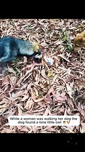 16 reactions | Woman Finds A Tiny Owlet While Walking Her Dog, Takes It In With A Kind Heart - Only To Discover It Has Adorable Quirks All Its Own #animals #rescue #animallovers #humanity #reel2025 | Simone Stanton | Facebook