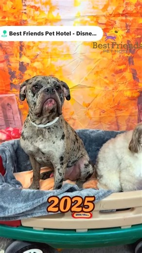 How lucky are we that we get the chance to see your family members grow up? Check out these pups now versus last year 🍂 | Best Friends Pet Hotel