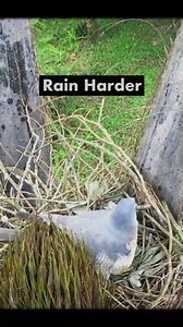 Hawk Laying and Protecting Eggs in Rainy Day | Baby Bird Bites