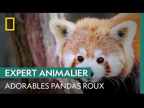 Here are some adorable red pandas