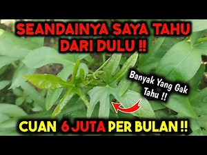 CEPAT TANAM INI ‼️ PANEN CUAN TIAP HARI DI LAHAN SEMPIT ‼️