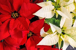 11 Fascinating Poinsettia Facts You Should Know