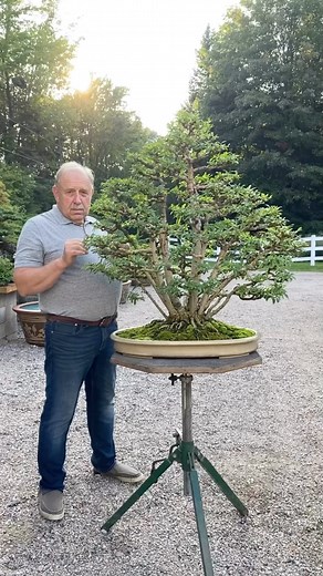 In training since 1978😳 🇨🇦Canadian bonsai master @davideasterbrookbonsai _________ #bonsaisociety #bonsaimaster #canadianbonsai #bonsaicanada #bonsaiart #artofbonsai #americanbonsai #davideasterbrook #davideasterbrookbonsai #horticulturist #bonsaiartist #bonsaidesign | Bonsai Society