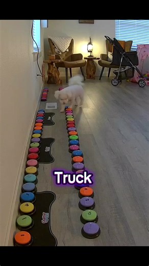 Dog Uses Buttons to Express Feelings for Her Brother
